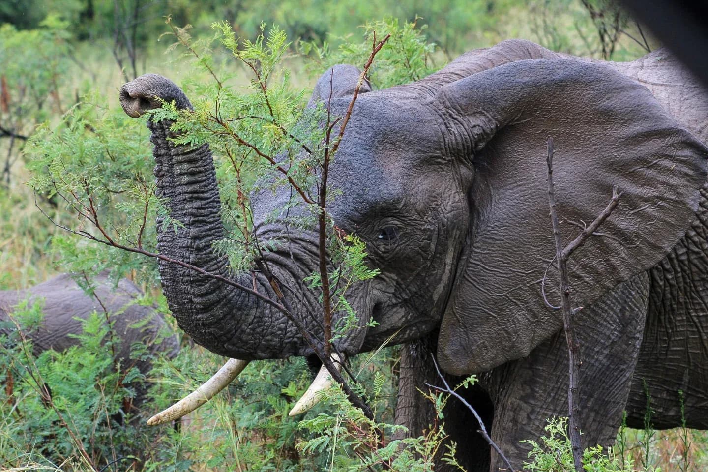 A Morning in Pilanesberg