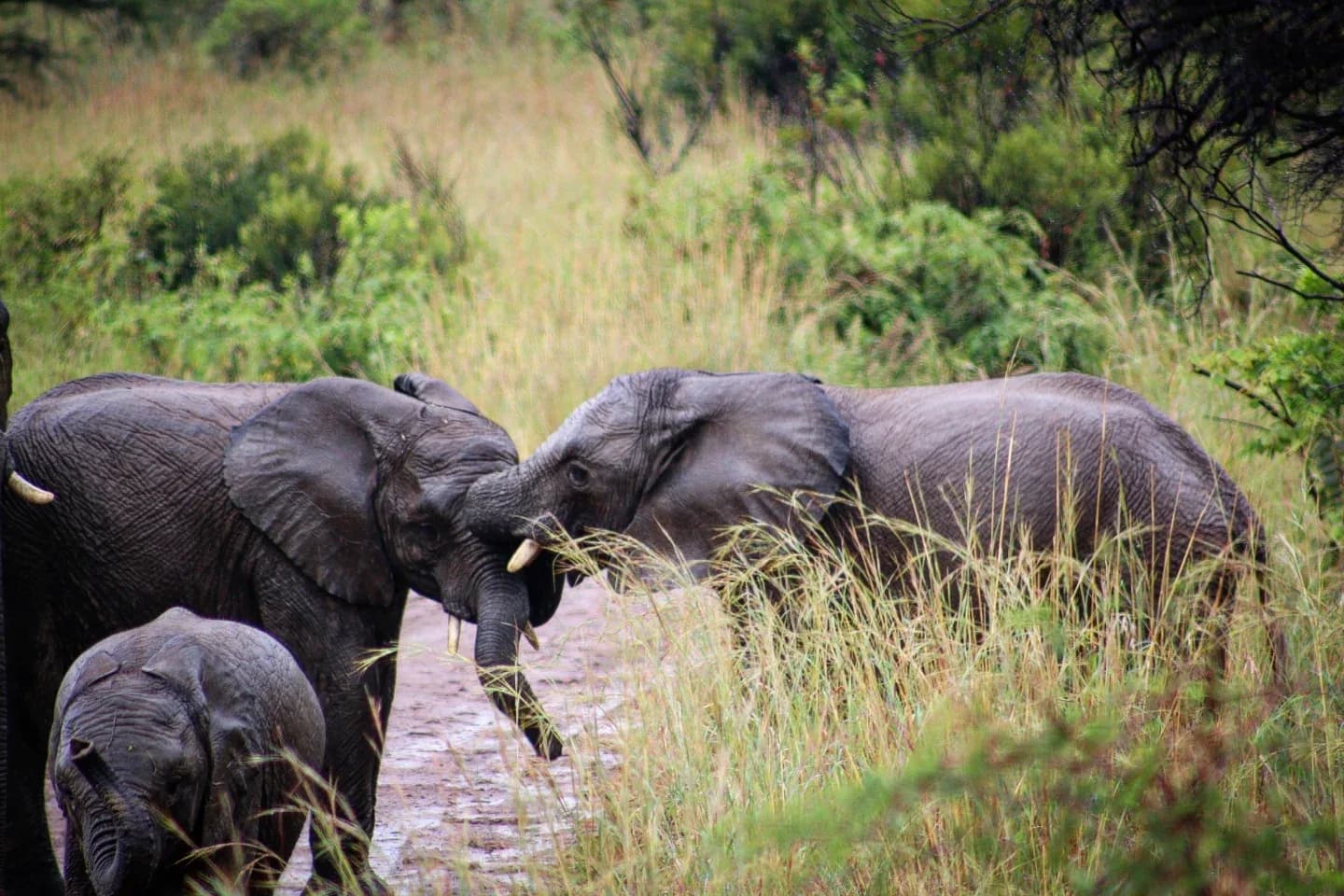 Wild Encounters — Pilanesberg National Park